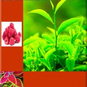 Raspberry, green tea, forskolon collage  ED LUNA